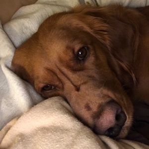 Meet your Posher, Carol